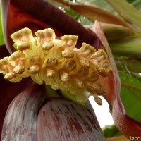 Musa × paradisiaca L.
